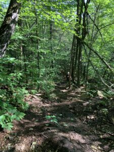 Cat Mountain Trail